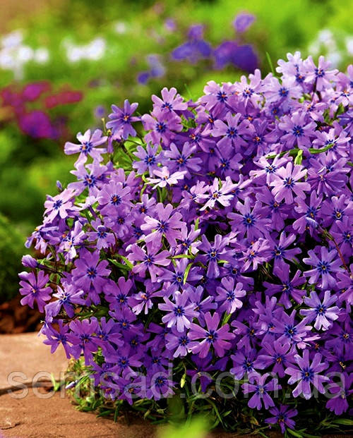 Купить Флокс шиловидный Пурпл Бьюти ( саженцы р9 ), цена 60 грн — Prom ...