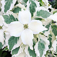 Дерен Коуза "Три пишноти".
Cornus kousa "Tri Splendor".