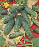 Насіння Огірок Атлантіс F1 50 шт / Bejo Zaden, фото 4