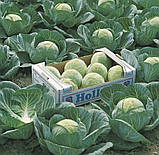 Насіння Капуста Леннокс F1/ Bejo Zaden, фото 3