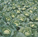 Насіння Капуста Леннокс F1/ Bejo Zaden, фото 4