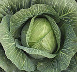 Насіння Капуста Леннокс F1/ Bejo Zaden, фото 5
