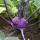 Насіння Капуста Колібрі F1/ Bejo Zaden, фото 3