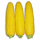 Насіння Кукурудза Добриня F1 / Lark Seeds, фото 2