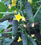 Насіння Огірок Лютояр F1 10шт / Yuksel Seed, фото 3