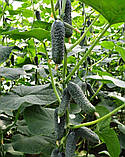 Насіння Огірок Лютояр F1 10шт / Yuksel Seed, фото 4