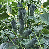 Насіння Огірок Лютояр F1 10шт / Yuksel Seed, фото 6