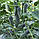 Насіння Огірок Лютояр F1 10шт / Yuksel Seed, фото 7