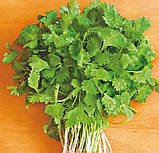 Насіння Коріандр салатний Слоуболт 2г / Hem Zaden, фото 3