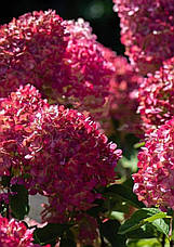 Саженці гортензії волотистої Ред Лайт "Hydrangea pan. Red Light" в конт. 12л, фото 2