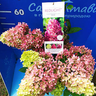 Саджанці гортензії волотистої Ред Лайт "Hydrangea pan. Red Light" в конт 5л, фото 2