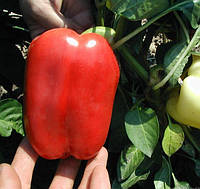 Никита в категории "Оборудование и товары для предоставления услуг ...