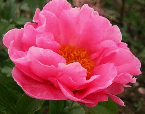 Півонія Salmon Chiffon (Nathan Rudolph-Roy Klehm 1981) (сажінці), фото 1