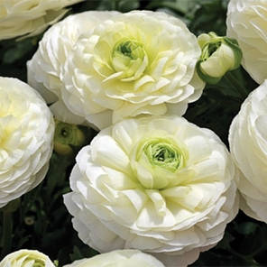Лютики White, фото 4