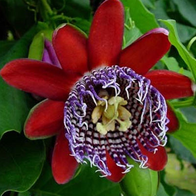 Саджанці Алата або Бразильська Маракуйя (Passiflora Alata) Р9