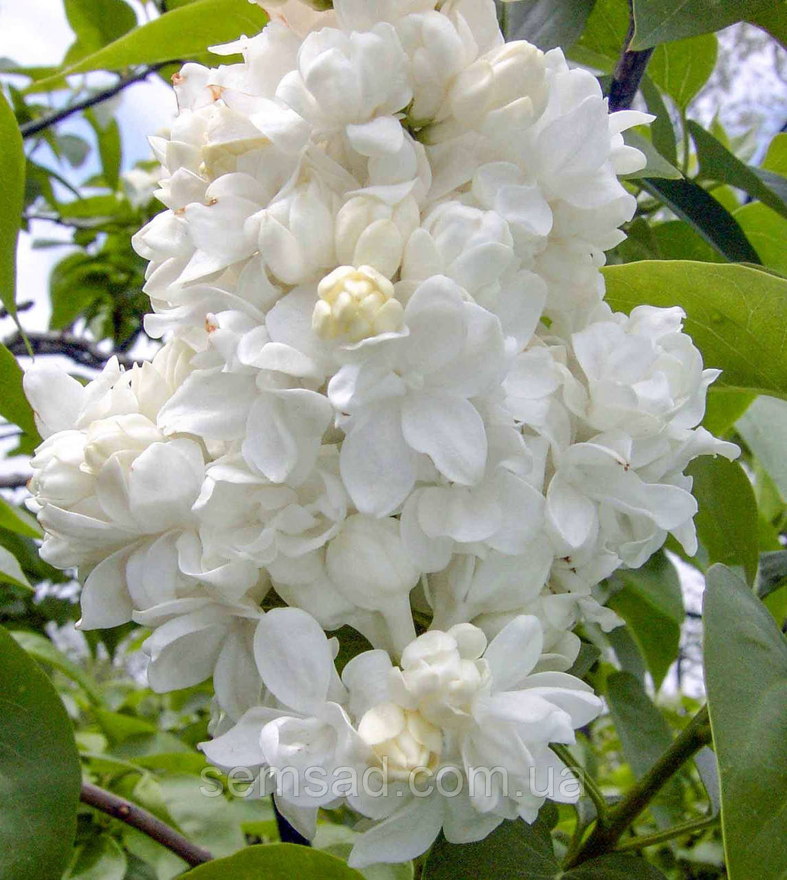 Бузок Монік Лемуан \ Syringa vulgaris Monique Lemoine ( саджанці 2 роки 80-100см )