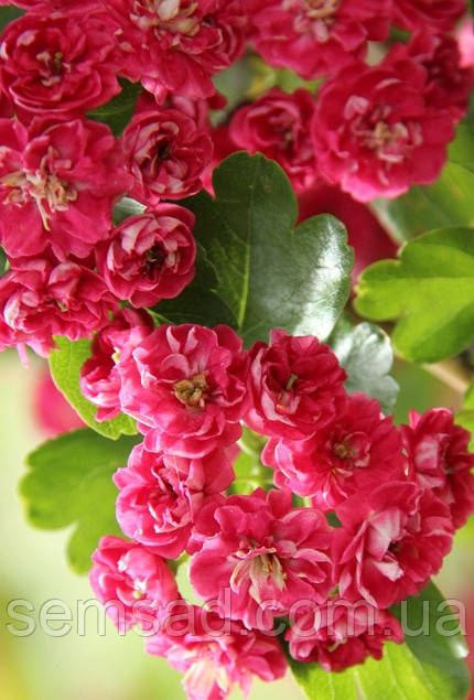 Глід "Пауль Скарлет" \ Crataegus media 'Paul's Scarlet ( саджанці  2 роки ВКС)