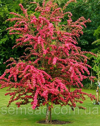 Глід "Пауль Скарлет" \ Crataegus media 'Paul's Scarlet ( саджанці  2 роки ЗКС), фото 2