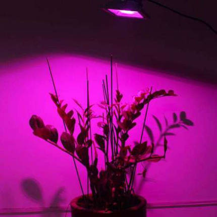 Світлодіодний фітопрожектор SL-30G 30W IP65 (full spectrum led) Код.58578, фото 3