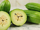 Огірок-Диня (Огурдиня) SeedEra 10 шт, фото 4