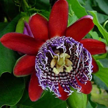 Саджанці Алата або Бразильська Маракуйя (Passiflora Alata)