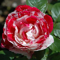 Саженцы розы флорибунда Сентименталь (Scentimental)