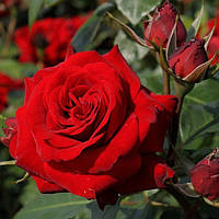 Саженцы розы флорибунда Николо Паганини (Rose Niccolo Paganini)