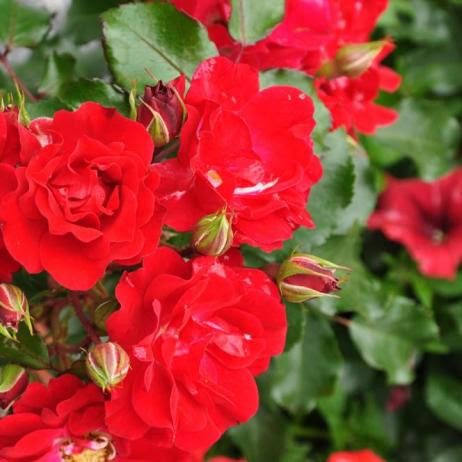Саженцы розы флорибунда Ротилия (Rotilia ) - фото 2 - id-p1548214233