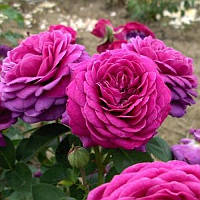 Саженцы розы флорибунда Хайди Клум (Rose Heidi Klum)