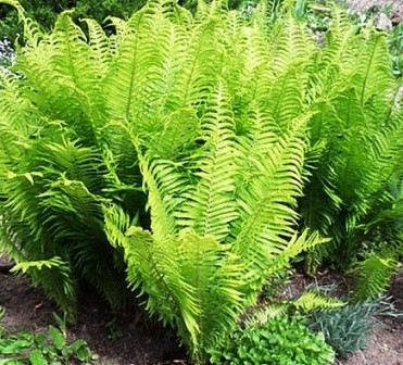 Папоротнік Страусине перо, фото 1