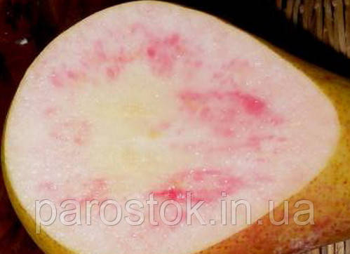 Груша Весільна. (айва Елін). Осінній сорт, фото 1