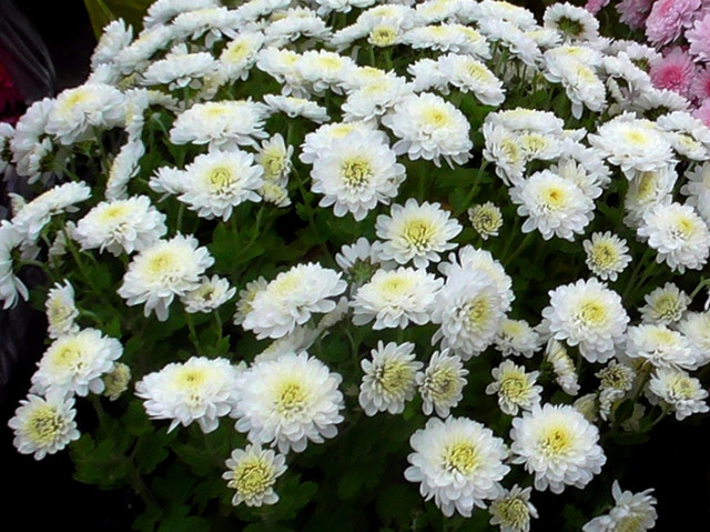 Регенеруючий бальзам-кондиціонер для волосся Daeng Gi Meo Ri Vitalizing Treatment 300 мл