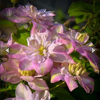 Клематис Інносент Блюш "Innocent Blush", фото 2