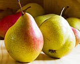 Груша Весільна. (айва Елін). Осінній сорт, фото 2