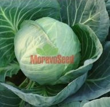 КАЛИБРО F1 - насіння капусти, Moravoseed