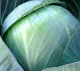 ЛІБРЕТО F1 - насіння капусти, Moravoseed, фото 2