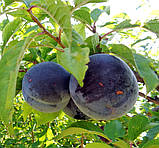 Слива Гайа. (вв). Підщепа алича, фото 3