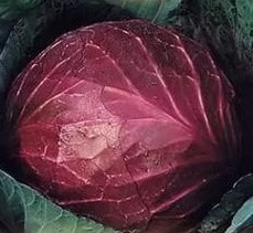 Марс семена капусты к/к средней