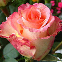 Саженцы чайно-гибридной розы Дуэт (Rose Duett)