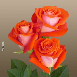 Саженцы чайно-гибридной розы Верано (Rose Verano), цена 75 грн — Prom ...