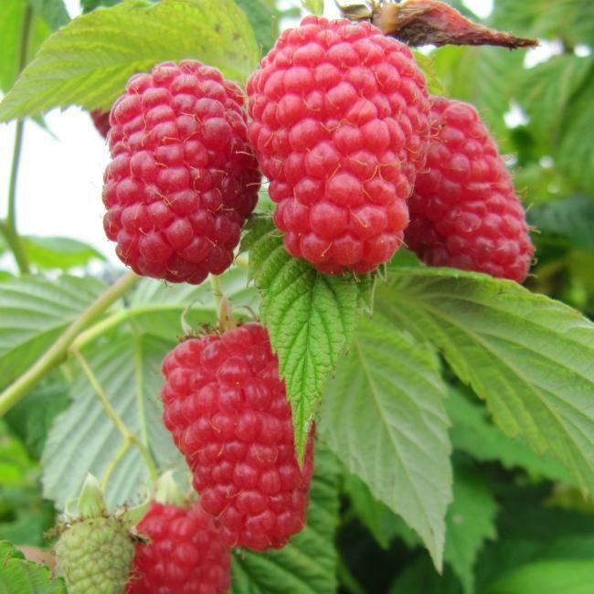 Малина " Гусар " ( рання ), фото 1