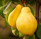 Груша Роялті. (Айва Елін). Зимовий сорт, фото 2