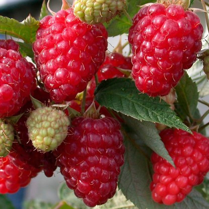 Малина " Геракл " ( ремонтантна ), фото 1