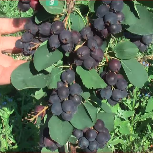 Ірга Принц Вільям (горшик 0.5л), фото 1