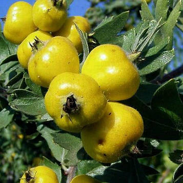 Глід Поярковий