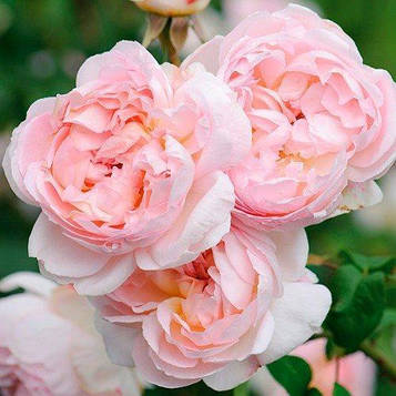 Саджанці троянди англійської Зе Леді Гарденер (Rose The Lady Gardener)