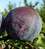 Слива Кримсон Гло. Підщепа пуміселект, фото 3
