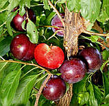 Слива Кримсон Гло. Підщепа пуміселект, фото 4