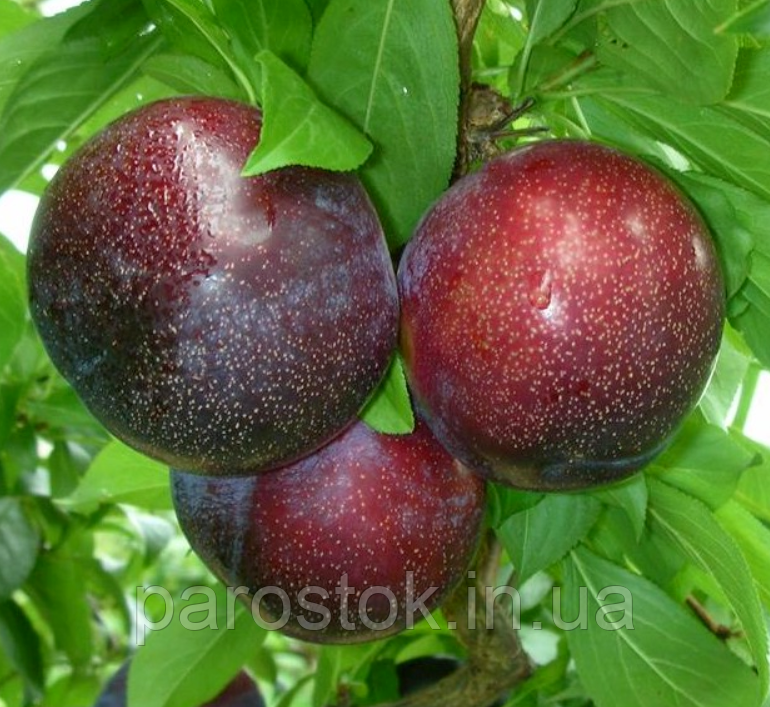 Слива Кримсон Гло. Підщепа пуміселект, фото 1