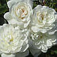 Саджанці кущової троянди Сноу Балет (Rose Snow Ballet), фото 2